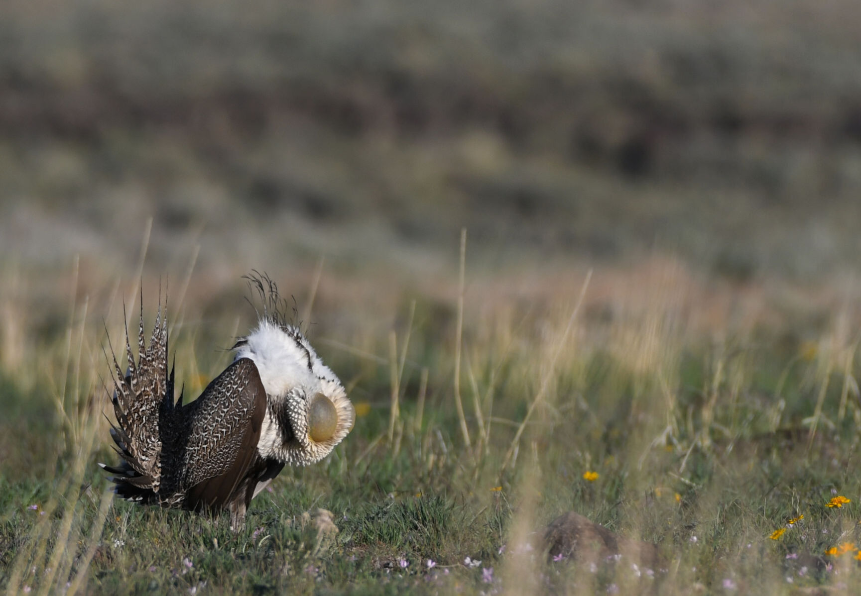 Sagebrush losses